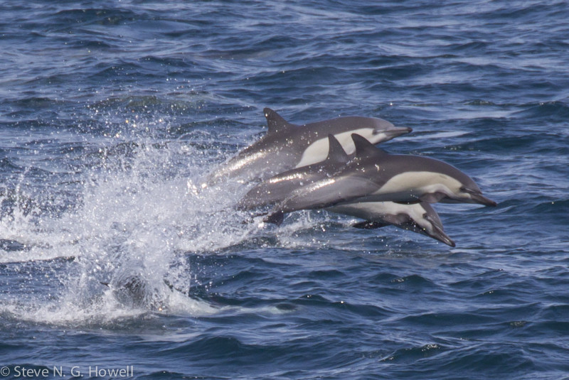 Many hundreds of dolphins can occur on some days, including Short-beaked Common Dolphins… Credit: Steve Howell